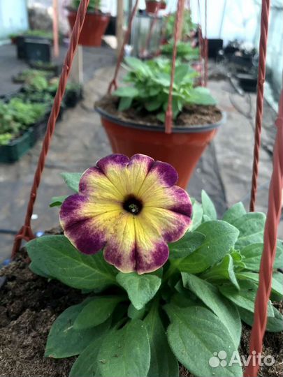 Петунья вегетативная