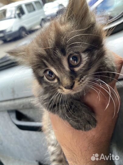 Котенок мальчик