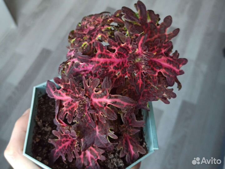 Колеусы вегетативные