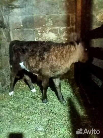 Телята телочки