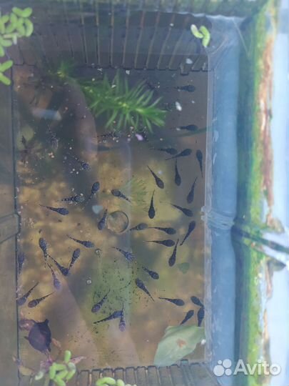 Аквариумные рыбки, мальки сомиков