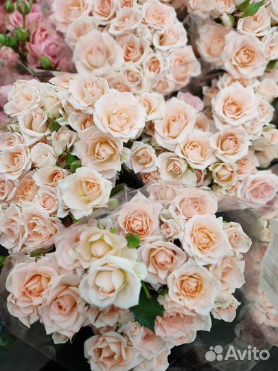 Кустовые пионавидные розы