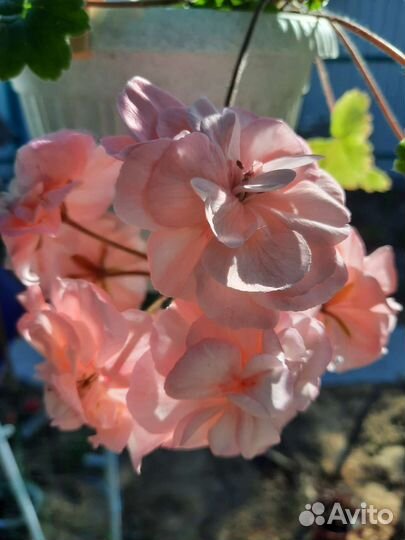 Герань пеларгония