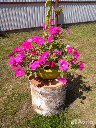 Пень берёзовый