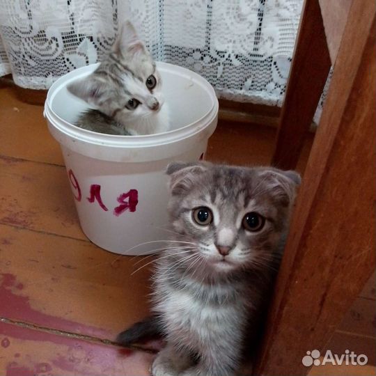 Кошка в дар бесплатно