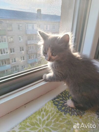 Котики бесплатно в добрые руки