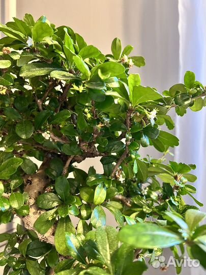 Бонсай кармона