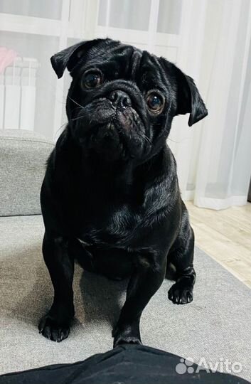 Мопс вязка мальчик