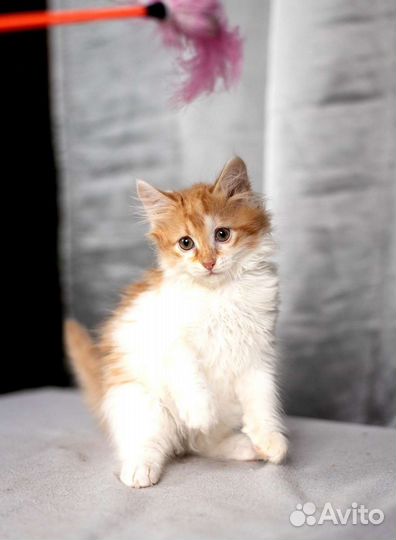 Рыжий пушистый котенок в добрые руки