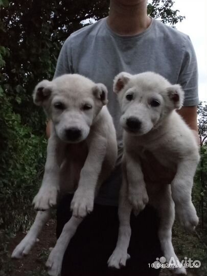 Среднеазиатская овчарка