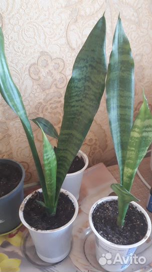 Сансевиерия, тещин язык, Солнечный-2