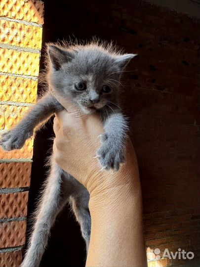 Котёнок мальчик и девочка в добрые руки