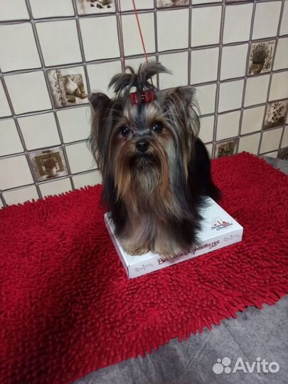 Йоркширский терьер Вязка