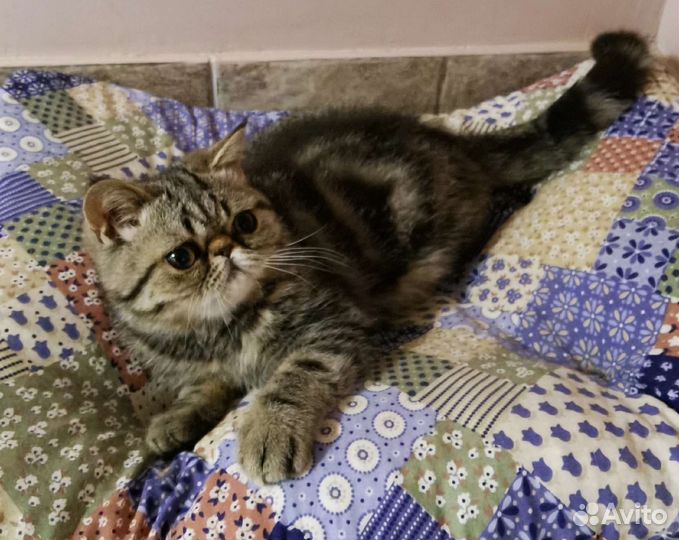 Экзотическая короткошерстная