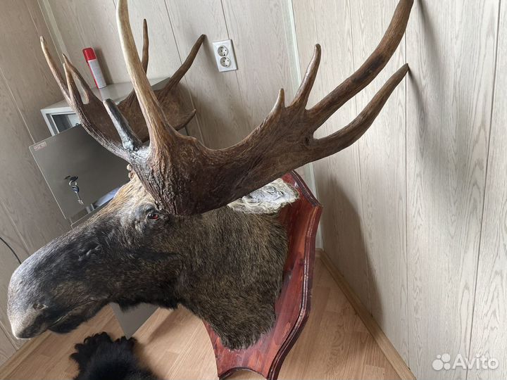 Голова лося