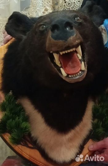 Чучело головы медведя(имитация)