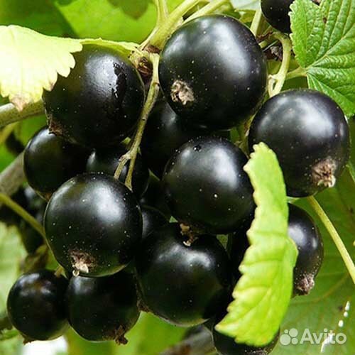 Саженцы смородины черной и красной, 2-3 года