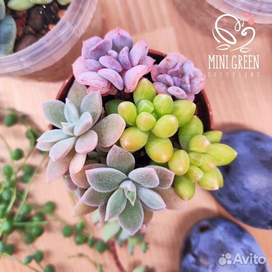 Суккуленты