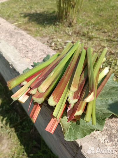 Свежий ревень