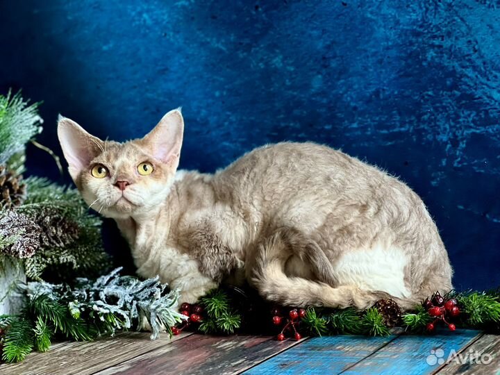 Котята девон-рекс