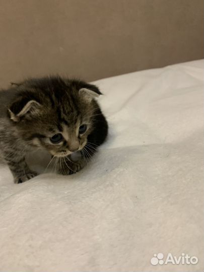 Полубританская