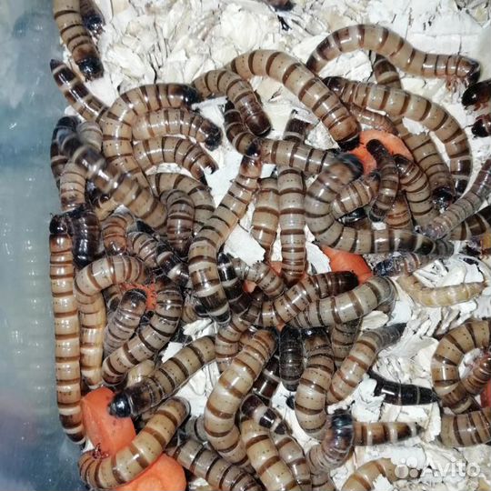 Зофобас кормовые насекомые мучник сверчки