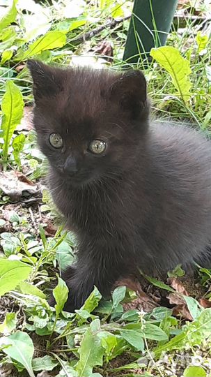 Котята в добрые руки даром