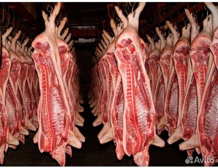 Свинина Полутуши Охлажденная