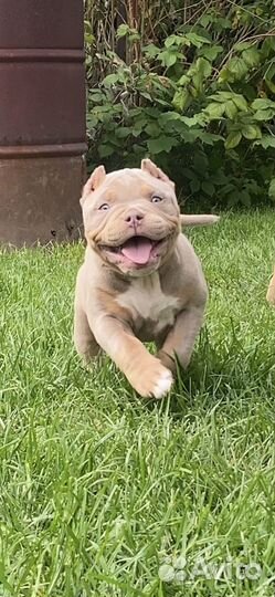 Американский булли девочка