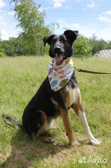 Собака в добрые руки, Гера