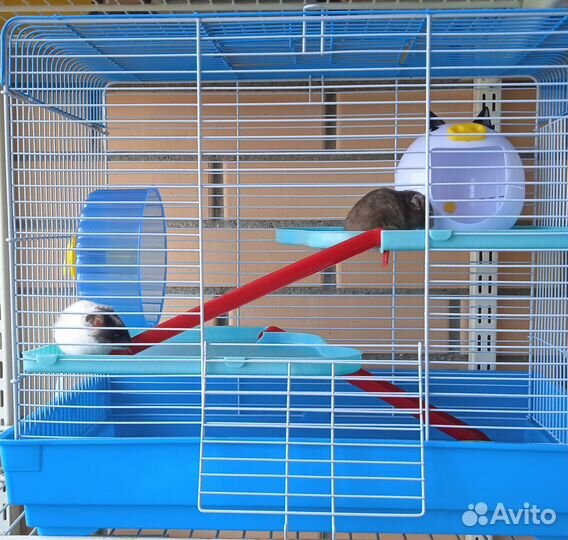 Клетки с хомяком на выбор