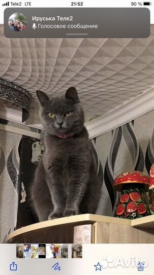 Отдам в хорошие руки котенка