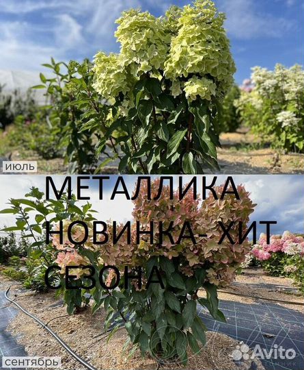 Гортензия метельчатая