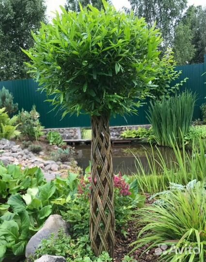 Плетеная ива (русская пальма)