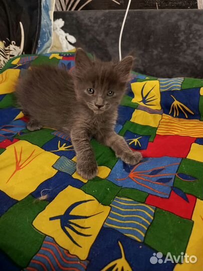 Котята мейн-кун