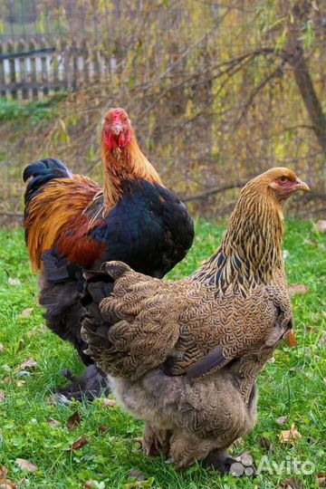 Инкубационное яйцо кур порода брама