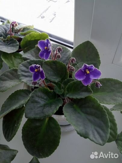 Фиалки в горшках