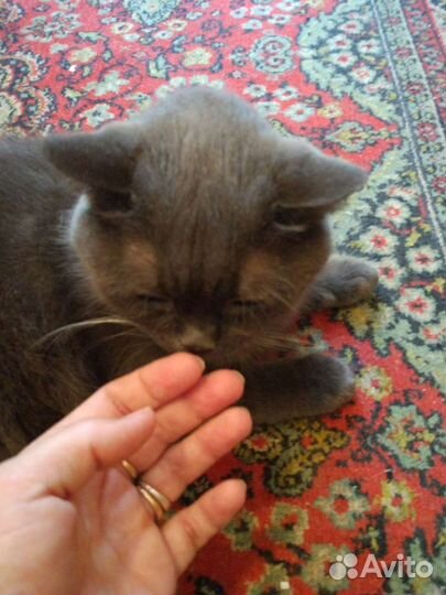 Британский кот