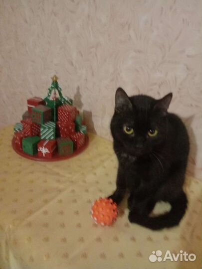 Кошечка в добрые руки