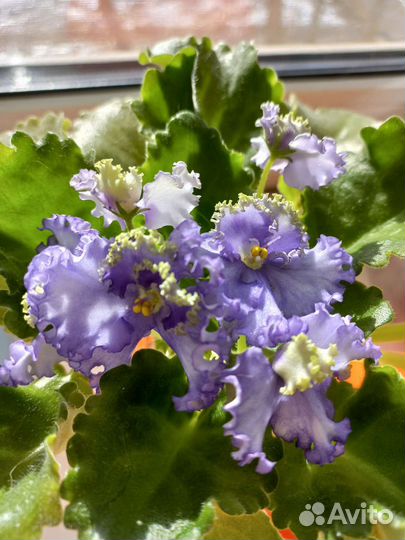 Комнатные цветы фиалки