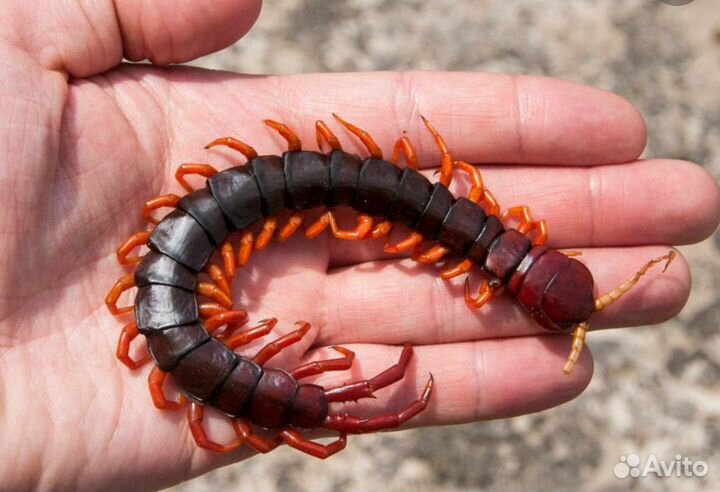 Сколопендра