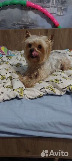 Йоркширский терьер вязка мальчик