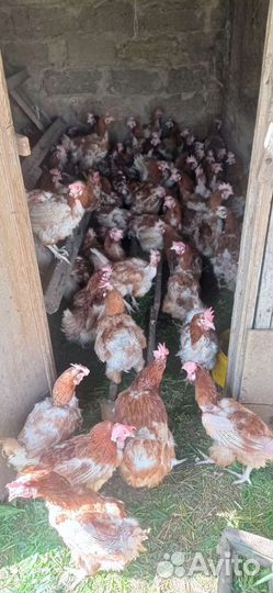 Куры нисушки красные очень хорошие