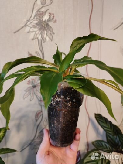 Комнатные цветы разные