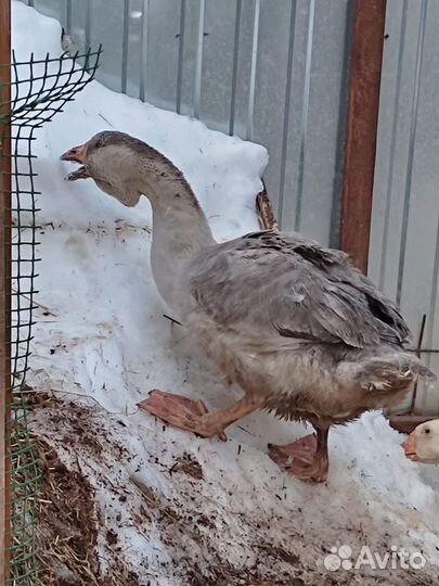 Холмогорские гусята, ия кур смесь