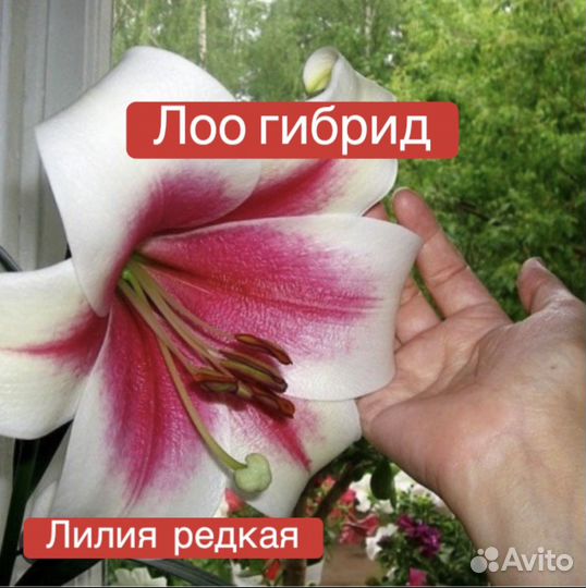 Лилия гигант