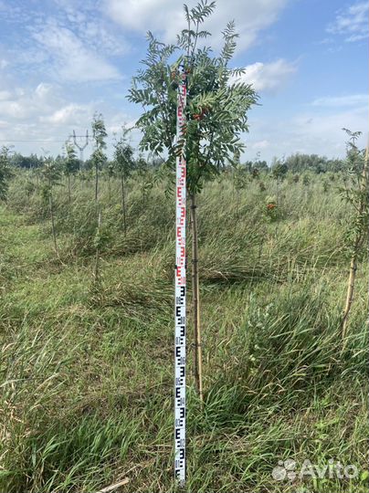 Рябина красная саженцы