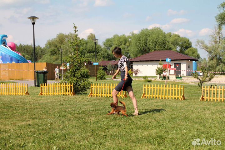 Пти Брабансоны для вязки
