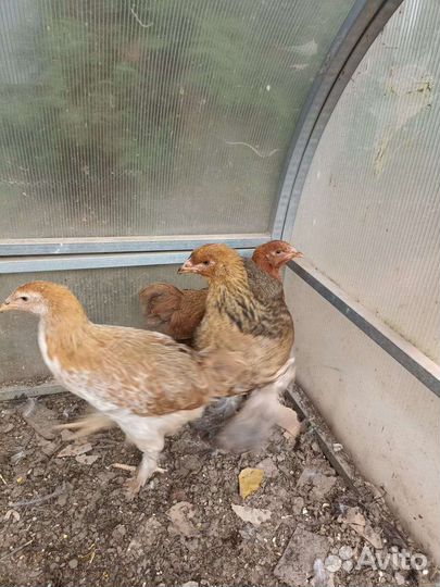 Куры брама куропатчатая