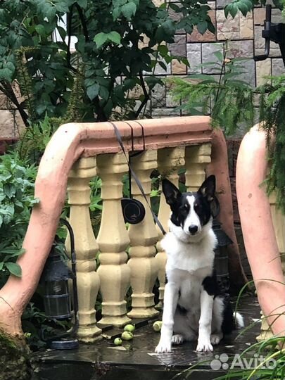 Метис лайки